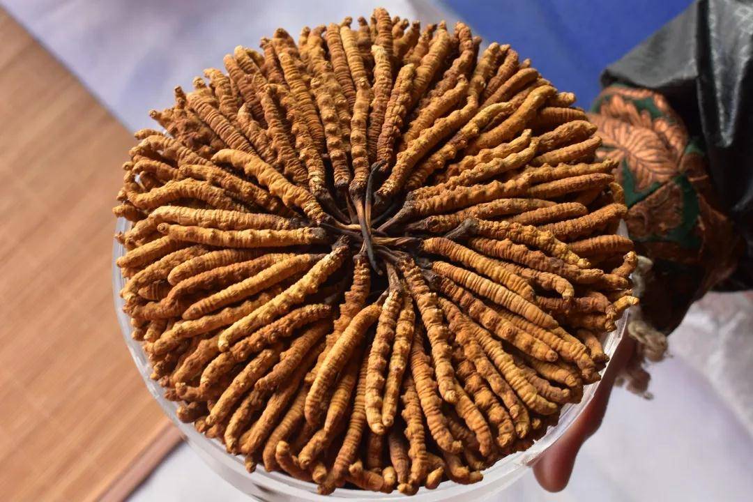 虫草.jpeg